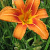 pprice1998